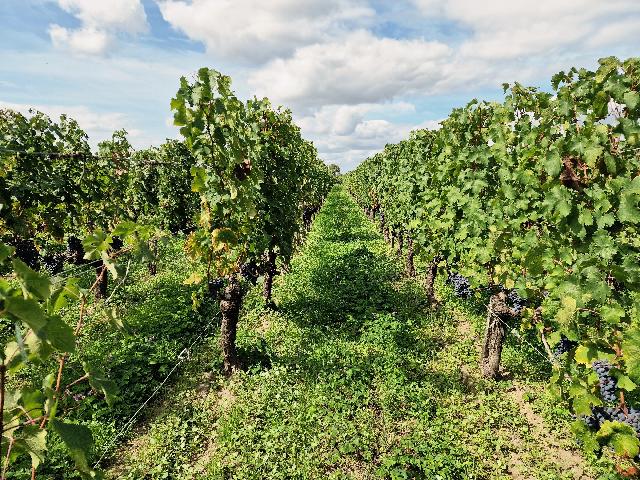 Agrarisch bedrijf te koop in&nbsp;SAINT-ÉMILION 33330 Gironde Aquitaine France: Saint-Émilion Grand Cru Vineyard Estate. In het hart van de appellatie Saint-Émilion biedt dit elegante wijndomein een zeldzame kans om zowel erfgoed als potentieel te verwerven in een van de meest ...