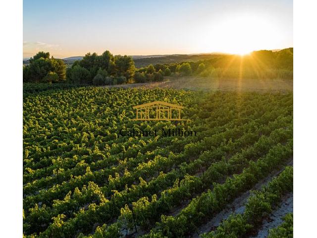 Agrarisch bedrijf te koop in VIC-LA-GARDIOLE 34110 Hérault Languedoc Roussillon France: Gelegen in het departement Hérault, in het hart van de Languedoc, biedt dit typische Languedoc-wijndomein een unieke woon- en werkomgeving, genesteld tussen de zee, wijngaarden en garrigue. Het domei...