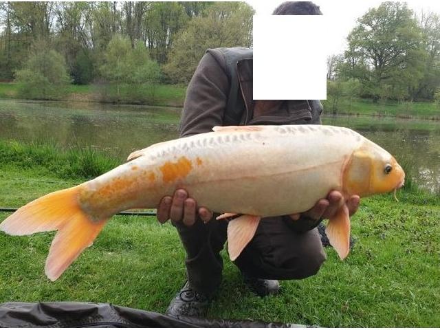 Agrarisch-bedrijf te koop in LIMOGES 87000 Haute-Vienne Limousin Frankrijk: Vijvers en gebouwen (huis en vissershutten). De gebouwen zijn smaakvol gerestaureerd. Geen werk nodig.<br />
<br />
4 ha water verdeeld over 3 vijvers (interessant vee) te midden van weilanden en bossen op onge...