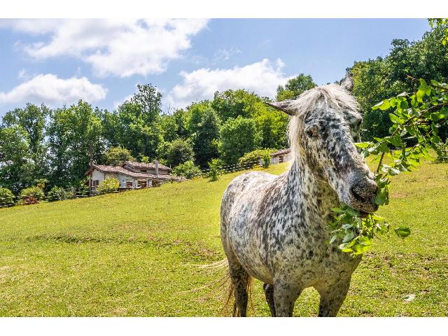 Equestre à vendre à LAUZERTE 82110 Tarn-et-Garonne Midi-Pyrénées France: Maison, terrain, gîte, installations équestres, dépendances, piscine. Située au cœur des vallées vallonnées du Tarn et Garonne, cette charmante propriété contemporaine est nichée au bout d'u...